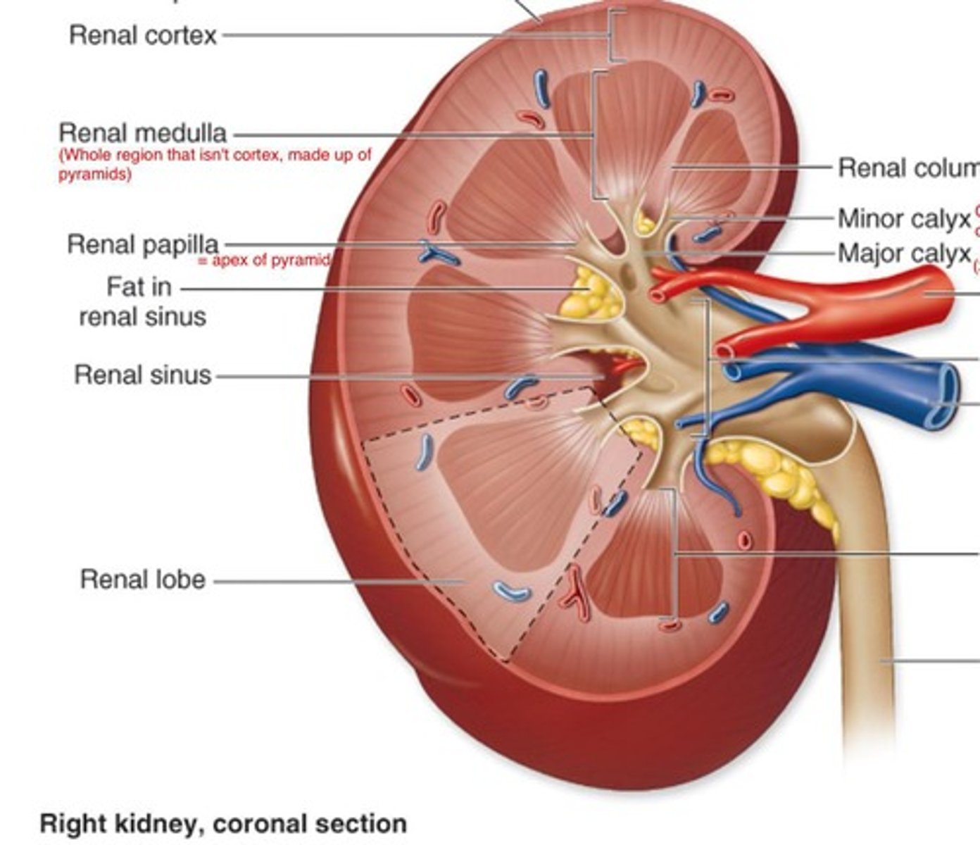 <p>Concave medial border where blood vessels, nerves, and ureters enter/leave the kidney.</p>