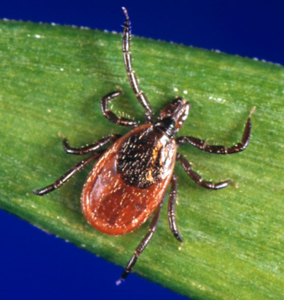 <p>Small, reddish-brown, teardrop shaped tick known as the Black-legged tick or Deer tick</p>