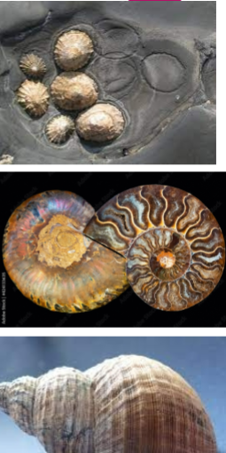 <p>Key evolutionary feature in gastropods that refers to the spiral growth pattern of the gastropod’s shell. It evolved way before torsion meaning early gastropods likely had coiled shells before their bodes twisted 180 degrees.</p><p>Coiling evolved to reduce the organisms size, improve balance, and allow animal to withdraw fully into its shell.</p><p>Consequences of Coiling: Internal organs become asymmetrical, many species lost paired organs to conserve space (one gill, kidney, etc.), and shell become shield shaped and cone shaped, providing better streamline and balance.</p><p>2 Types of Coiling</p><ul><li><p>Planospiral Shell: coiled in a single plane (garden hose), symmetrical but bulky, seen in some fossil species</p></li><li><p>Conispiral (asymmetrical) shell: Coiled in a spiral that tilts upwards, forming a cone shape, this is more compact and efficient, results in asymmetry of the body.</p></li></ul><p></p>