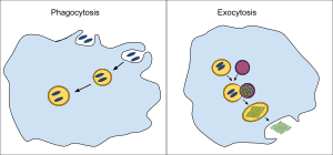 <p>When a cell eats another organism</p>