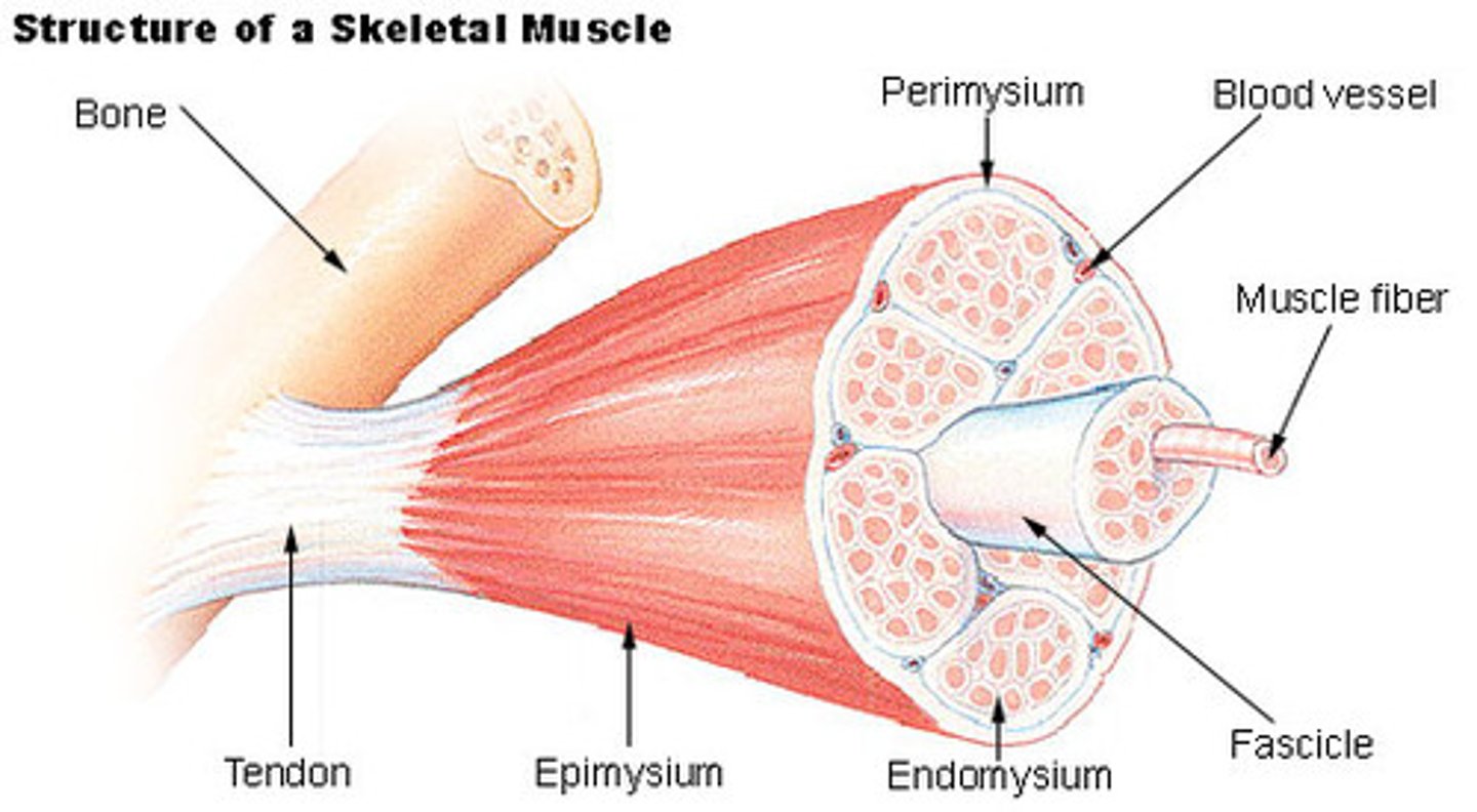 <p>Sheaths that covers the entire muscle, sheathing a large number of fascicles. Dense irregular connective tissue.</p>
