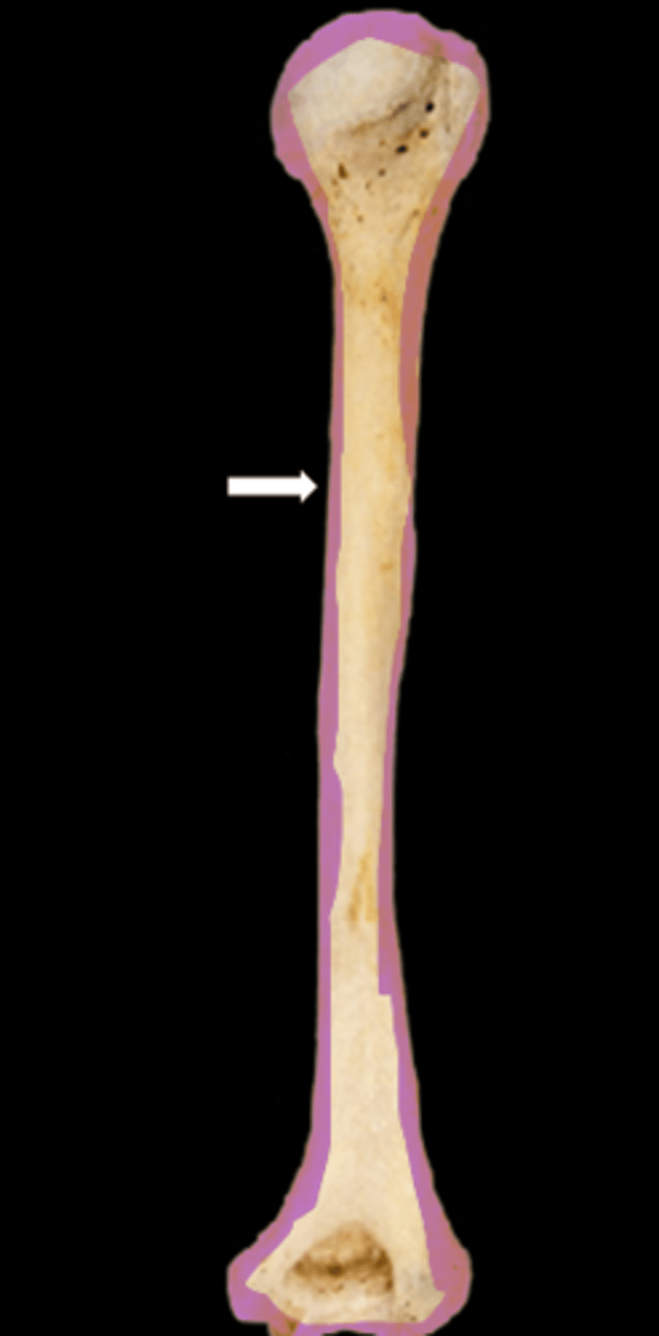 <p>name the bone</p>