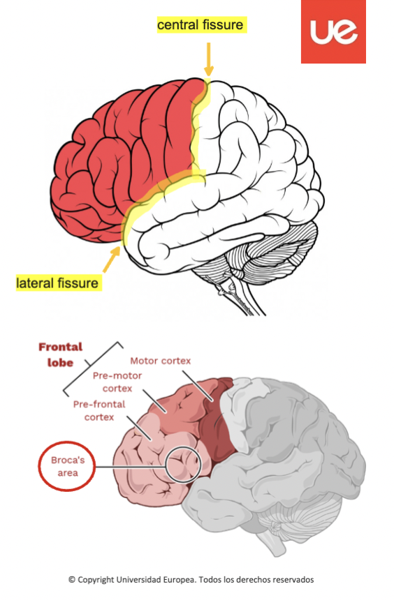 <ul><li><p>It is located between the central fissure (Rolando's fissure) and the lateral fissure</p></li></ul><p class="p1">(Silvio's fissure).</p><ul><li><p class="p1">Mainly responsible for higher functions (attention, motivation, memory, planning, movement, etc.).</p></li><li><p class="p1">Its main areas are the primary motor cortex, secondary motor cortex (or premotor area and the prefrontal cortex.</p></li><li><p class="p1">Severe lesions of this area can cause striking changes in the patient's personality (Phineas Gage case).</p></li></ul><p></p>