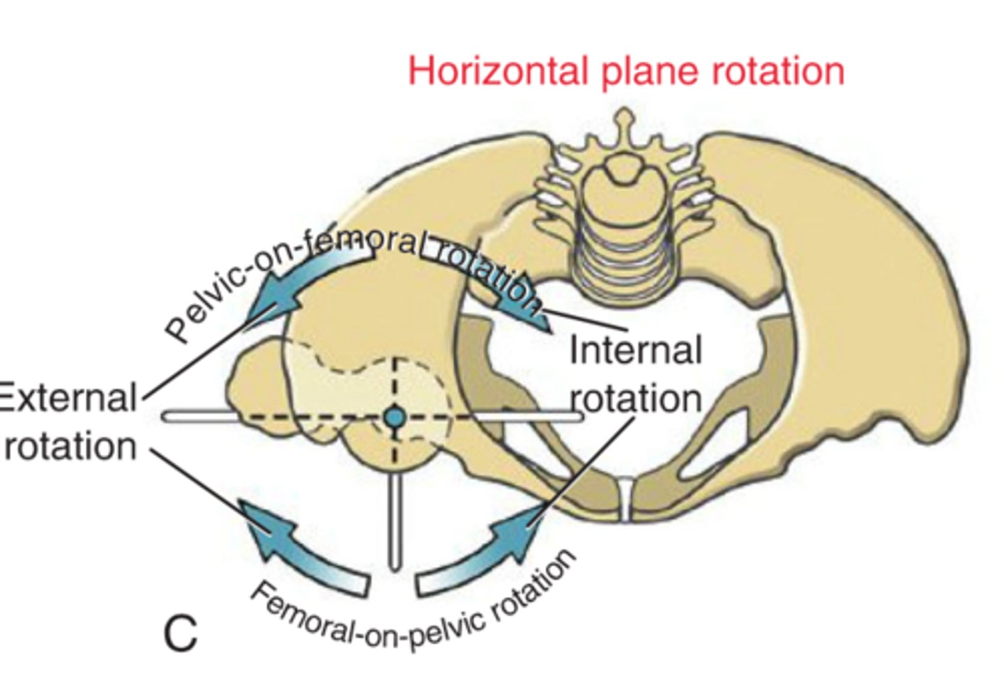 <p>1. In IR (Femoral-on-pelvic), what is the roll and glide?</p>