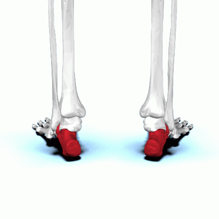 <p>Key Features: Heel bone</p><p>Memory Trick: Calc-heel</p>