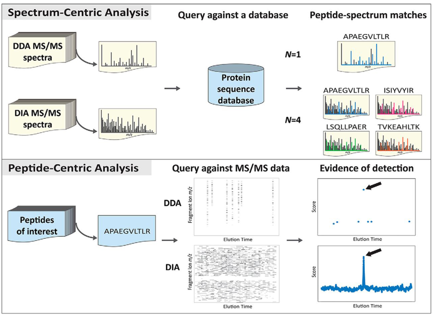 <p><strong><u>What?</u></strong></p><p>Newer method used to identify sequence from MS2 spectra.</p><p><strong><u>How?</u></strong></p><p>Two main ways to do it:</p><ol><li><p>Spectrum-centric analysis: the mass spectrometer generates MS2 spectra from peptide ions. Each spectrum is compared to theoretical spectra generated in silico from a protein database. Each match between an observed spectrum and a theoretical spectrum is scored.</p></li><li><p>Peptide-centric analysis: more often used when trying to find particular peptides in sample. Consists in only looking for the particular pattern of those peptides. This is done by comparing experimental spectra with reference fragmentation patterns in database.</p></li></ol><p></p>