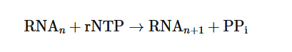 <ul><li><p>where PPi represents pyrophosphate.</p></li><li><p> Nucleotides are always added to the 3′ end of the RNA molecule, and the direction of transcription is therefore 5′→3′ , the same as the direction of DNA synthesis during replication. </p></li><li><p>Thus, the newly synthesized RNA is complementary and antiparallel to the template strand. Unlike DNA synthesis, RNA synthesis does not require a primer.</p></li></ul><p></p>