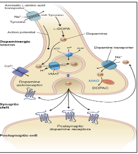 <p><span style="font-size: calc(var(--scale-factor)*20.27px)">• Dopamine transporter (DAT)→ remove DA form the synaptic cleft</span><br><span style="font-size: calc(var(--scale-factor)*20.30px)">• Monoamine oxidase (MAO) or catechol-O-methyltransferase </span><span style="font-size: calc(var(--scale-factor)*20.27px)">(COMT)→ DA degradation</span></p>