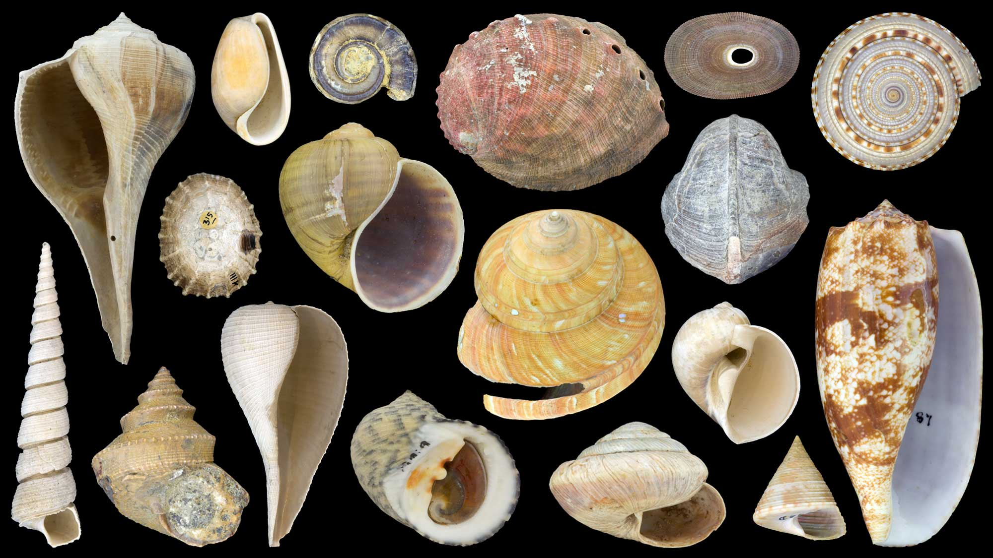 <p>These shells belongs to which phylum &amp; class?</p>