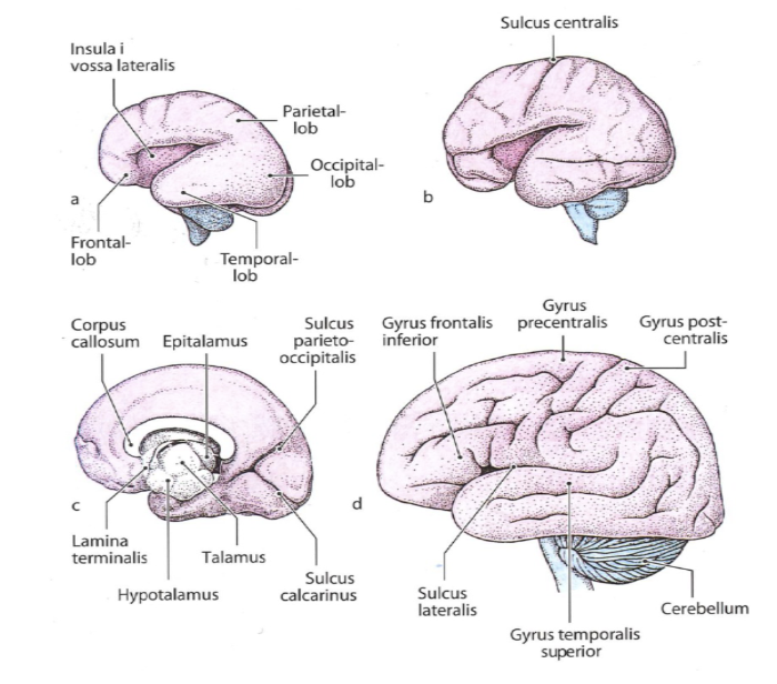 <p>Telencephalon utgör anlag för hemisfärerna. Blåsorna växer i frontal, temporal och parietal rikting. <span>Pga rotation får vissa strukturer en hästskoform, till exempel caudatus och ventriklarna. Först bildas <strong>fåror</strong> (sulci) och sedan <strong>gyri</strong> (vindlingar) till följd av fårorna.</span></p><p><span>Neuronen växer inifrån och ut. Vid v.5 finns två zoner; ventrikulära zonen med mycket celler och marginalzonen med få celler. Ett <strong>lager av 6 celler </strong>byggs upp. Från det ställe där cellerna prolifererar i telencephalon bildas subkortikala kärnor. Olika bansystem utvecklas, till exempel <strong>commissurbanor</strong> som förbinder hemisfärerna.</span></p>