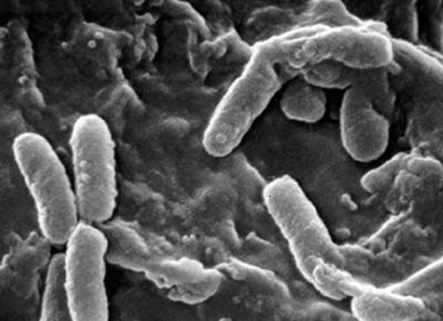 <p>Rod shaped bacteria</p>
