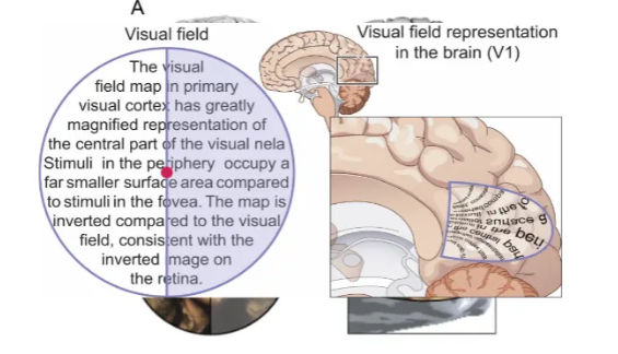 <p>The V1 contains a distorted but orderly map of the visual field, where adjacent neurons process information from nearby locations on the retina, preserving spatial relationships. </p><p>This mapping is like a flipped, compressed map: signals from the retina's center (fovea) get disproportionately large cortical representation, while the periphery gets compressed, allowing the brain to efficiently process detailed central vision and broader peripheral context. </p>