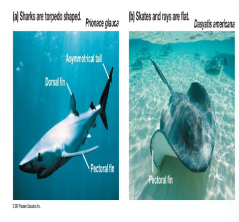 <p>in phylum chordata, subphylum vertebrata, cartilaginous fish, sharks and rays, have jaws, first to develop teeth, lack operculum and swim bladder, internal fertilization</p>