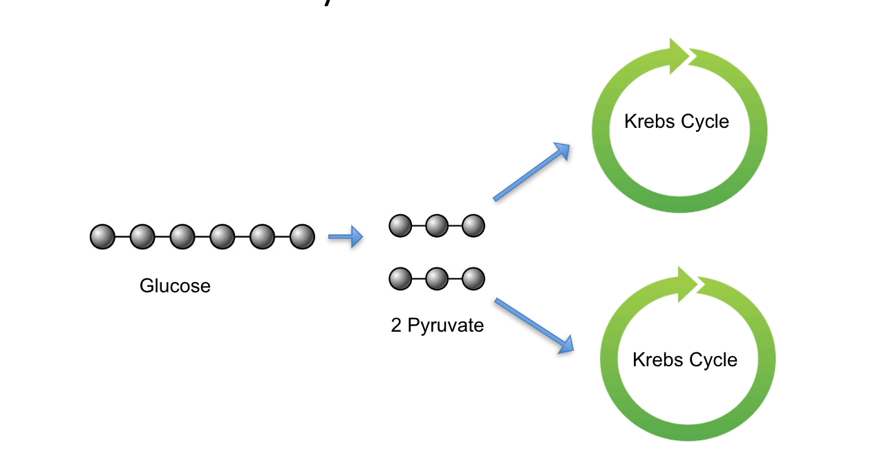 <p><span>Remember, 1 glucose molecules turns into 2 pyruvates</span></p><p><span>Each pyruvate enters the Krebs Cycle, one at a time</span></p><p><span>Therefore, for each glucose molecule, there must be 2 turns of the Krebs Cycle</span></p>