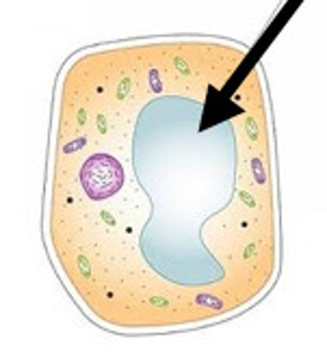 <p>Stores water and other liquids, plants have large vacuoles</p>