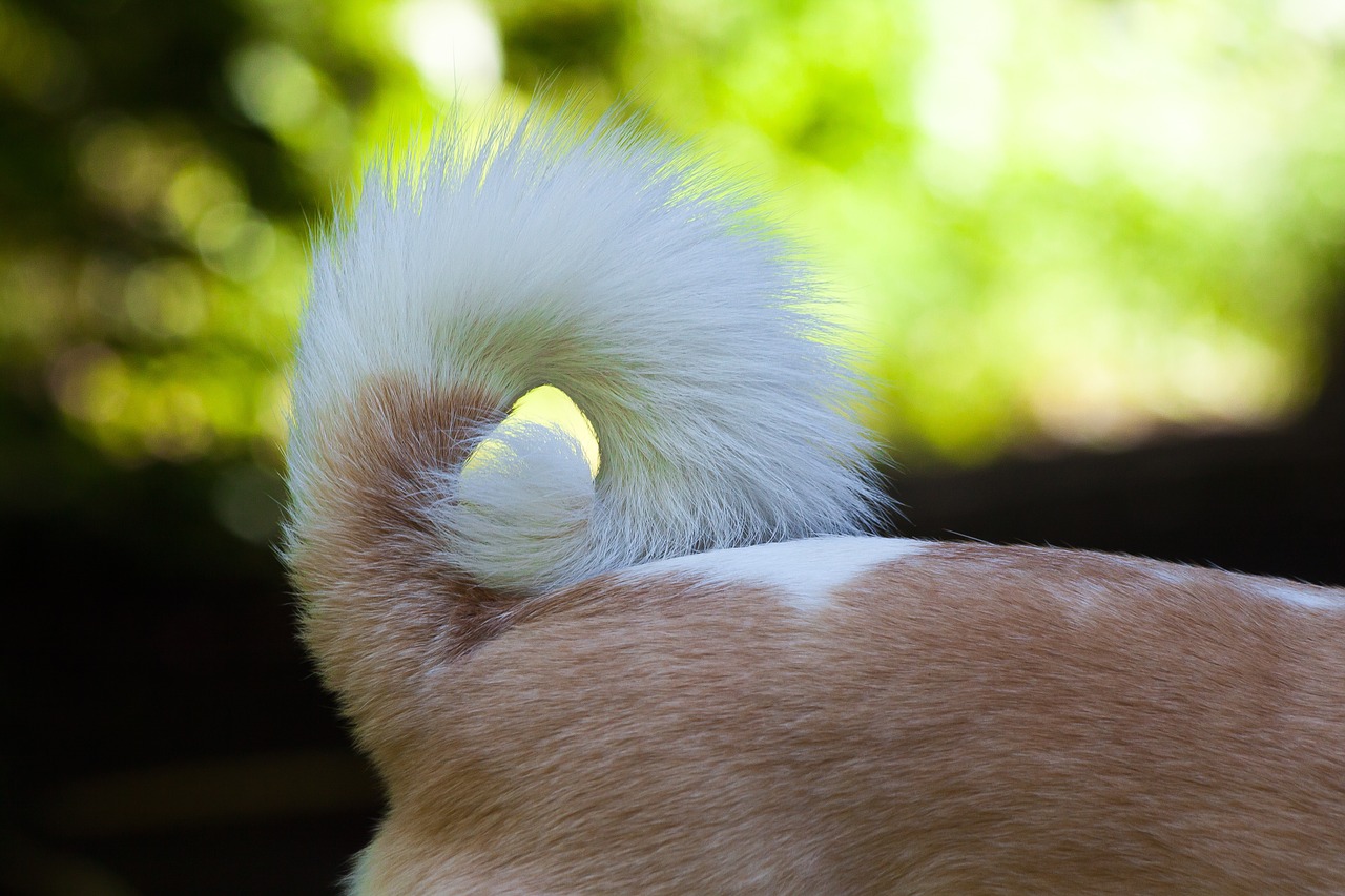 <p>coda</p>