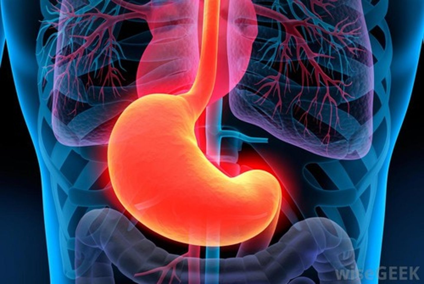 <p>Stomach</p>