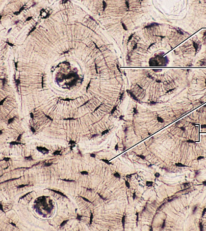 <p>What tissue type does this image depict?</p>