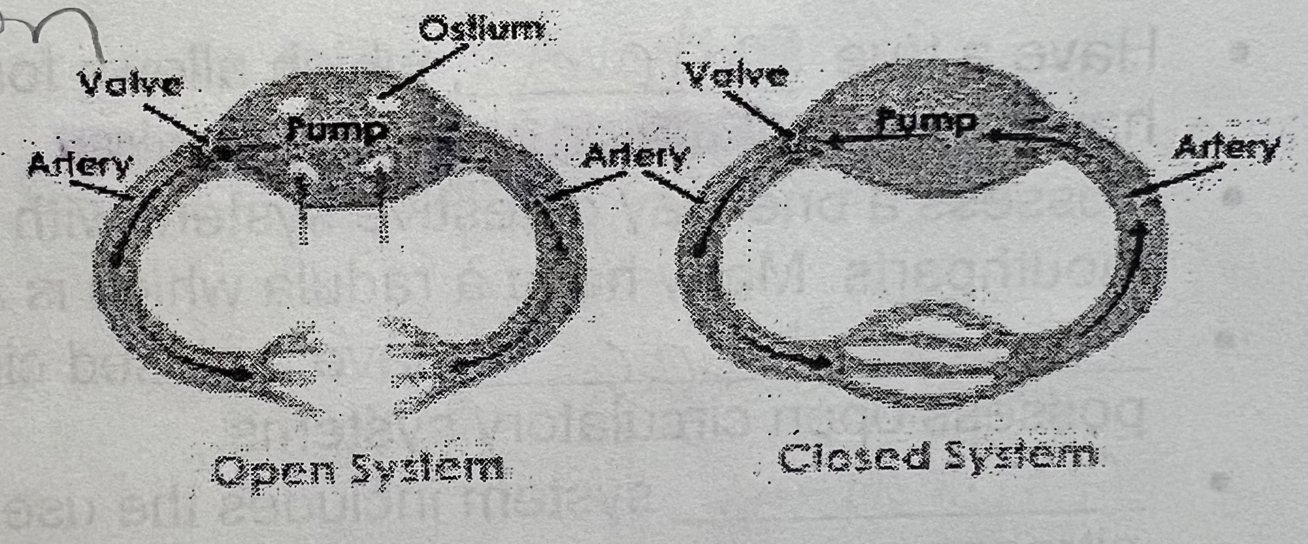 <p>open circulation in mollusks (5)</p>