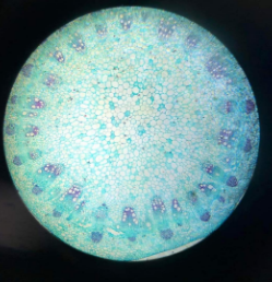 dicot stem