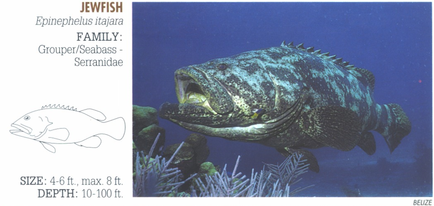 <p><span>Largest fish observed on the reefs.&nbsp; Small dark spots over body and fins.</span></p>