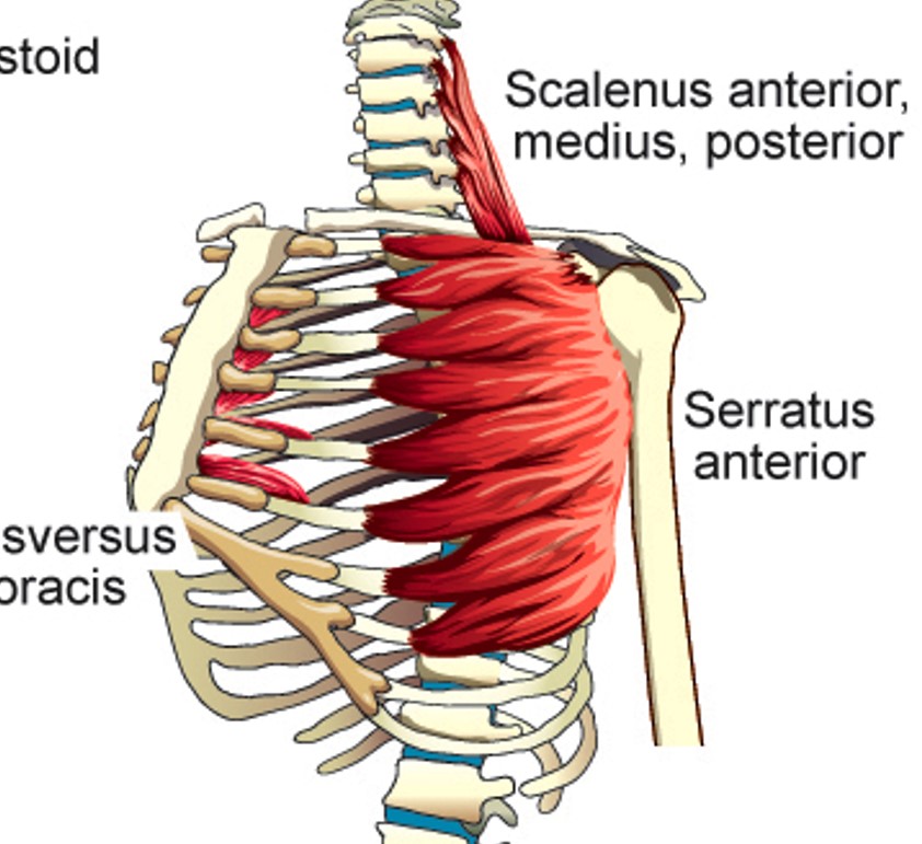 <p>Serratus Anterior</p>