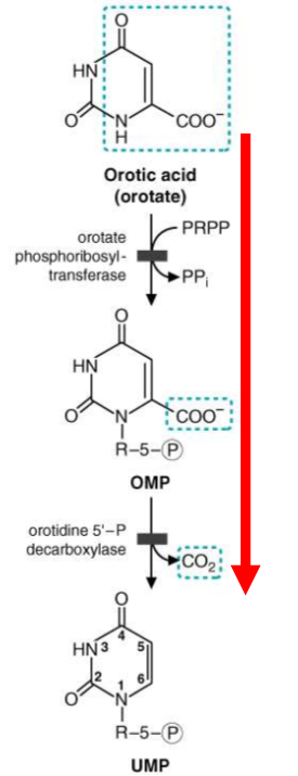 <p>UMP synthase = polypeptide that contains both enzymes mentioned</p><p></p><p>Deficiency:</p><ul><li><p>hereditary orotic acidura</p></li><li><p>accumulation of Orotic Acid</p></li><li><p><strong><em><u>blocks pyrmidine synthesis = growth retardation, megaloblastic anemia</u></em></strong></p></li></ul><p></p><p>Treatment:</p><ul><li><p><mark data-color="purple" style="background-color: purple; color: inherit;">oral administration of Uridine</mark></p><ul><li><p><mark data-color="purple" style="background-color: purple; color: inherit;">converts to UMP by bypassing metablic block</mark></p></li></ul></li></ul><p></p><p></p>