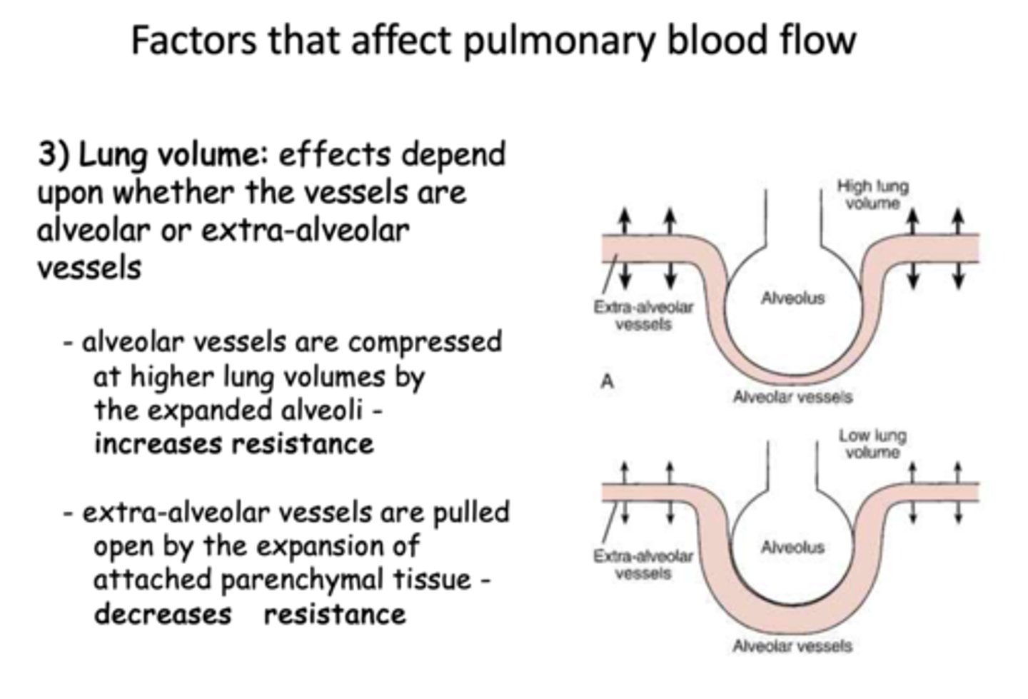 <p>compression by expanded alveoli</p>