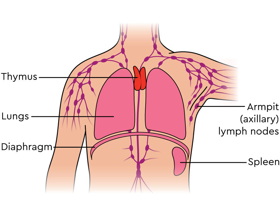 <p>the thymus secretes </p>