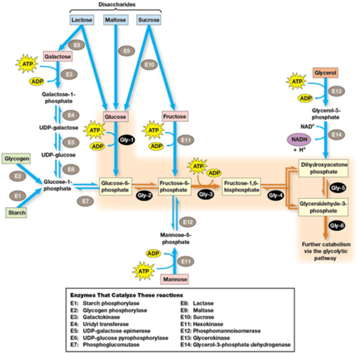 <p>bij glycogeen en zetmeel lijkt het alsof er 1 ATP minder nodig is.</p><p>uitleg* is confusing maar komt er gewoon op neer dat er altijd 2 ATP geinvesteerd moet worden in de glycolyse en er altijd 4 vrijkomt!</p><p>*Bij die opslagsachariden is die 1 ATP gewoon al verbruikt bij de opbouw van die suikers</p>