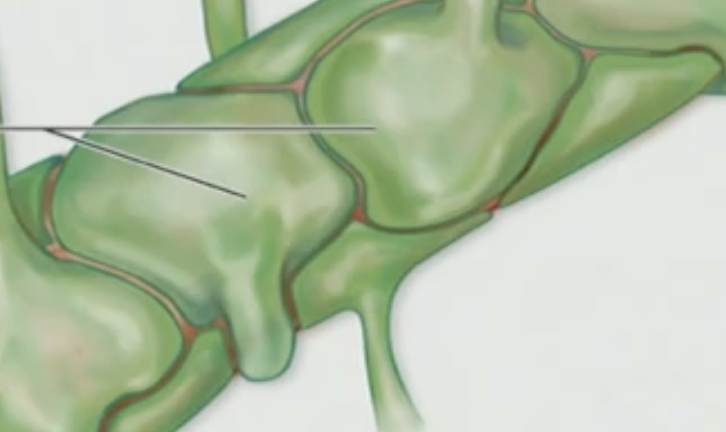 <p>Astrocytes are what type of cells?</p>