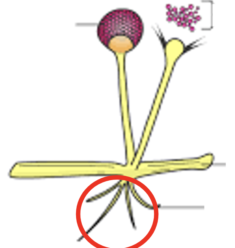 <p>Thread-like cells that form a mat, obtain nutrients by absorption across cell walls </p>