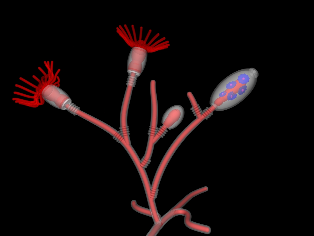 <p>Obelia, Portuguese man o’ war</p>