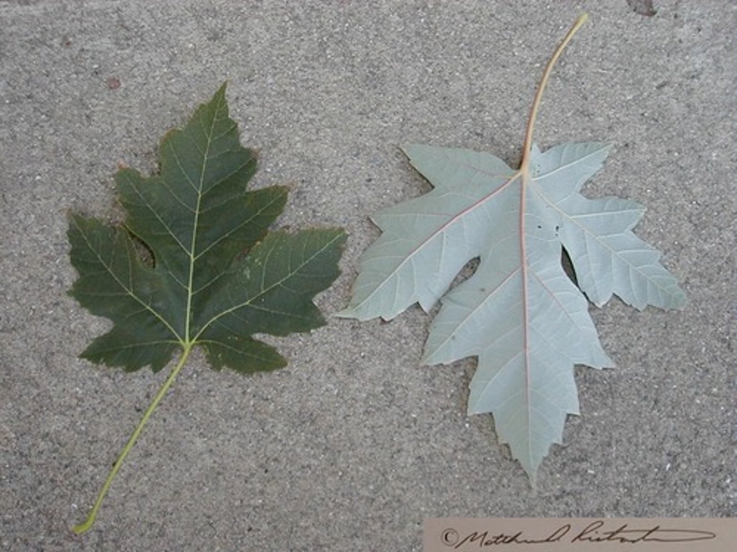 <p>Sapindaceae Acer saccharinum</p>