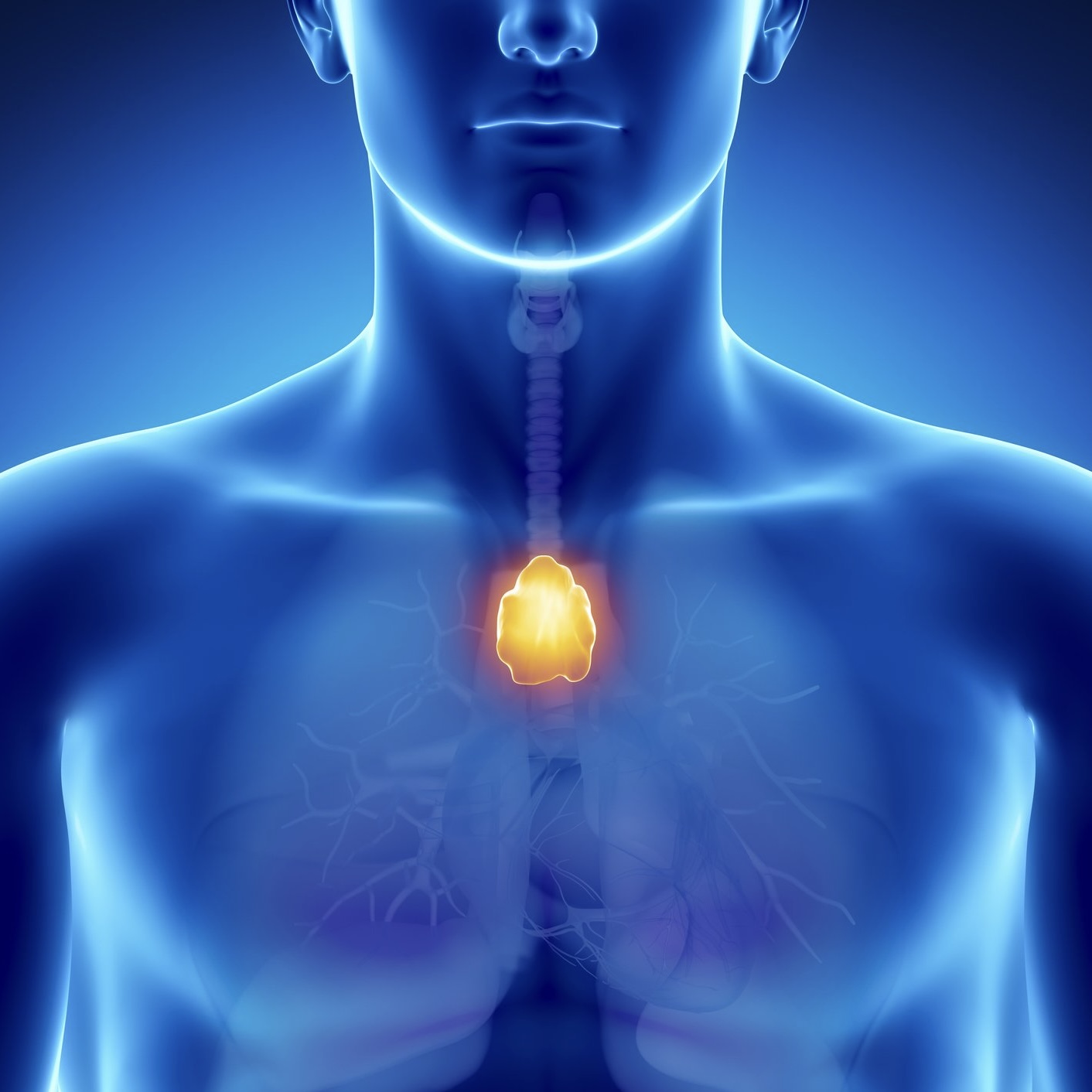 <p><span>Quel petit organe du système immunitaire, situé derrière le sternum, joue un rôle clé dans la maturation des lymphocytes T ?</span></p>