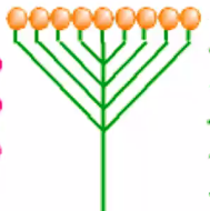 <p><span>Flowers in a flat or slightly rounded cluster with varying stem lengths.</span></p>