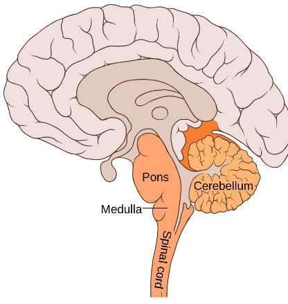 <ul><li><p>Medulla (oblongata)</p></li><li><p>Pons</p></li><li><p>Cerebellum</p></li></ul><p></p>