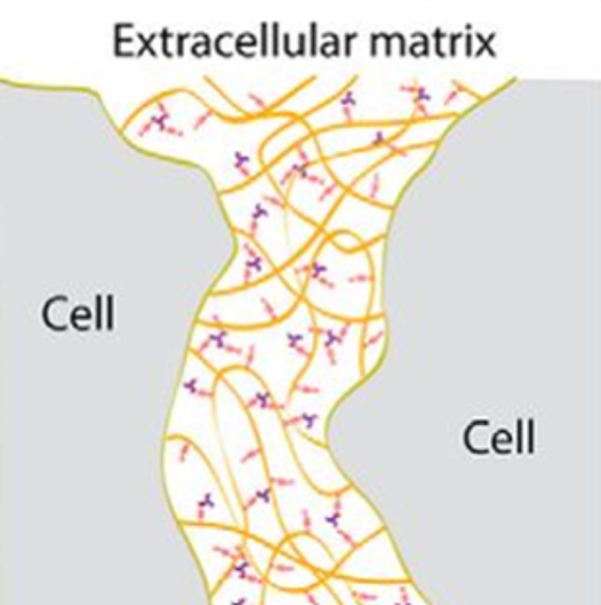 <p>What is included in the extracellular space?</p>
