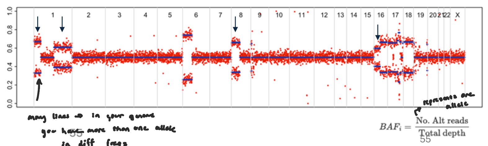 <ul><li><p>fraction of reads supporting the <strong>alternate allele</strong> at heterozygous SNPs.</p><ul><li><p>see if representation is equall b/w alleles </p></li></ul></li><li><p>Normally, for a germline heterozygous SNP: BAF ≈ 0.5 (50% reference, 50% alternate)</p></li><li><p>allelic imbalance: Copy number changes can shift the balance between alleles.</p><ul><li><p>Loss of one allele (LOH) → BAF → 0 or 1</p></li><li><p>Gain of one allele → BAF shifts toward 0.33 or 0.66</p></li></ul></li></ul><p></p>