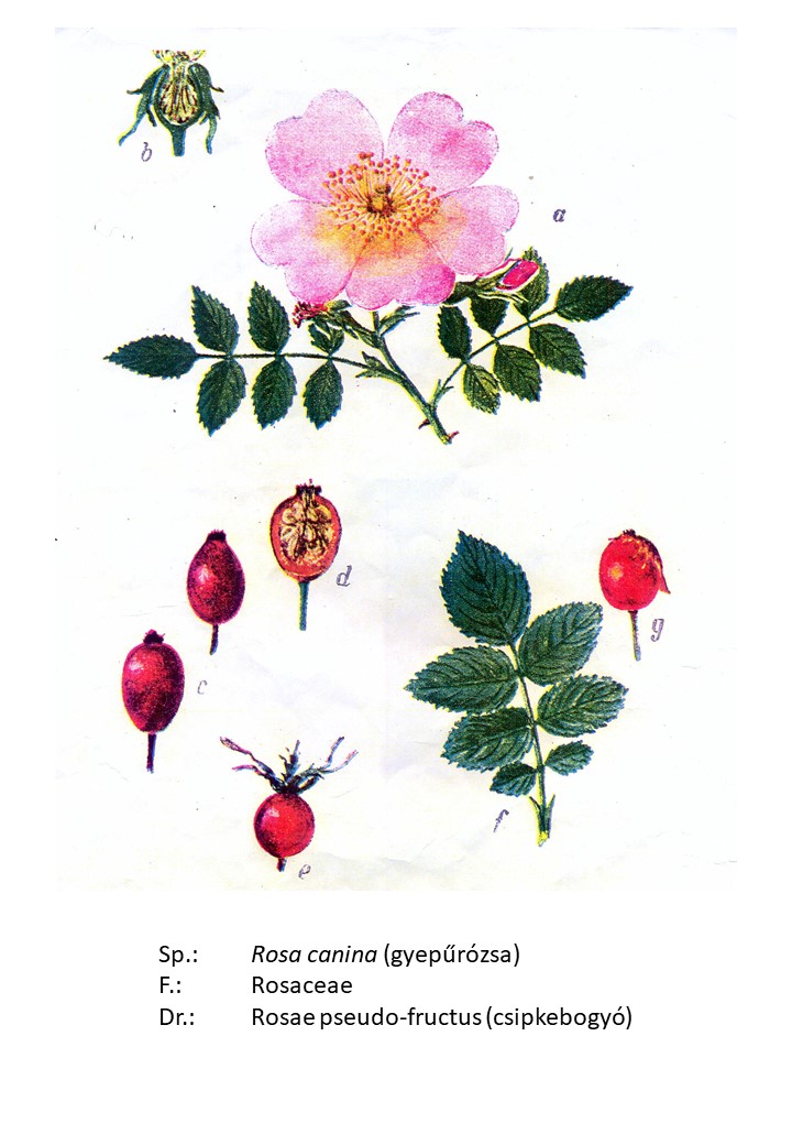 <p>gyepűrózsa</p>