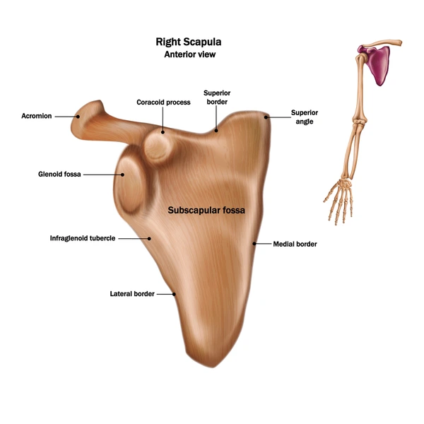 <p>Acromion process of scapula</p>