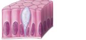 <p>What are some Column shaped cells? </p>