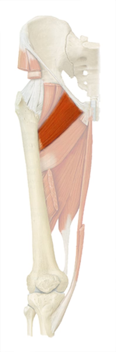 <p>Proximal attachment: Pubis</p><p>Distal attachment: Femur</p><p>Comments, Applications and Relationships: "Players" of GMLBP</p><p>Action: Adductor of the thigh at the hip</p>