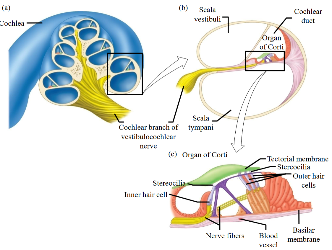 <ul><li><p>A specialized sensory epithelium that allows for the transduction of sound vibrations into neural signals. </p><ul><li><p>Located within this organ are hair cells. </p></li></ul></li></ul><p></p>