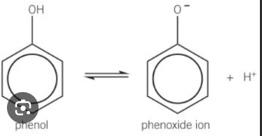 <p>a phenoxide ion and a H+ ion - solution is weakly acidic </p>