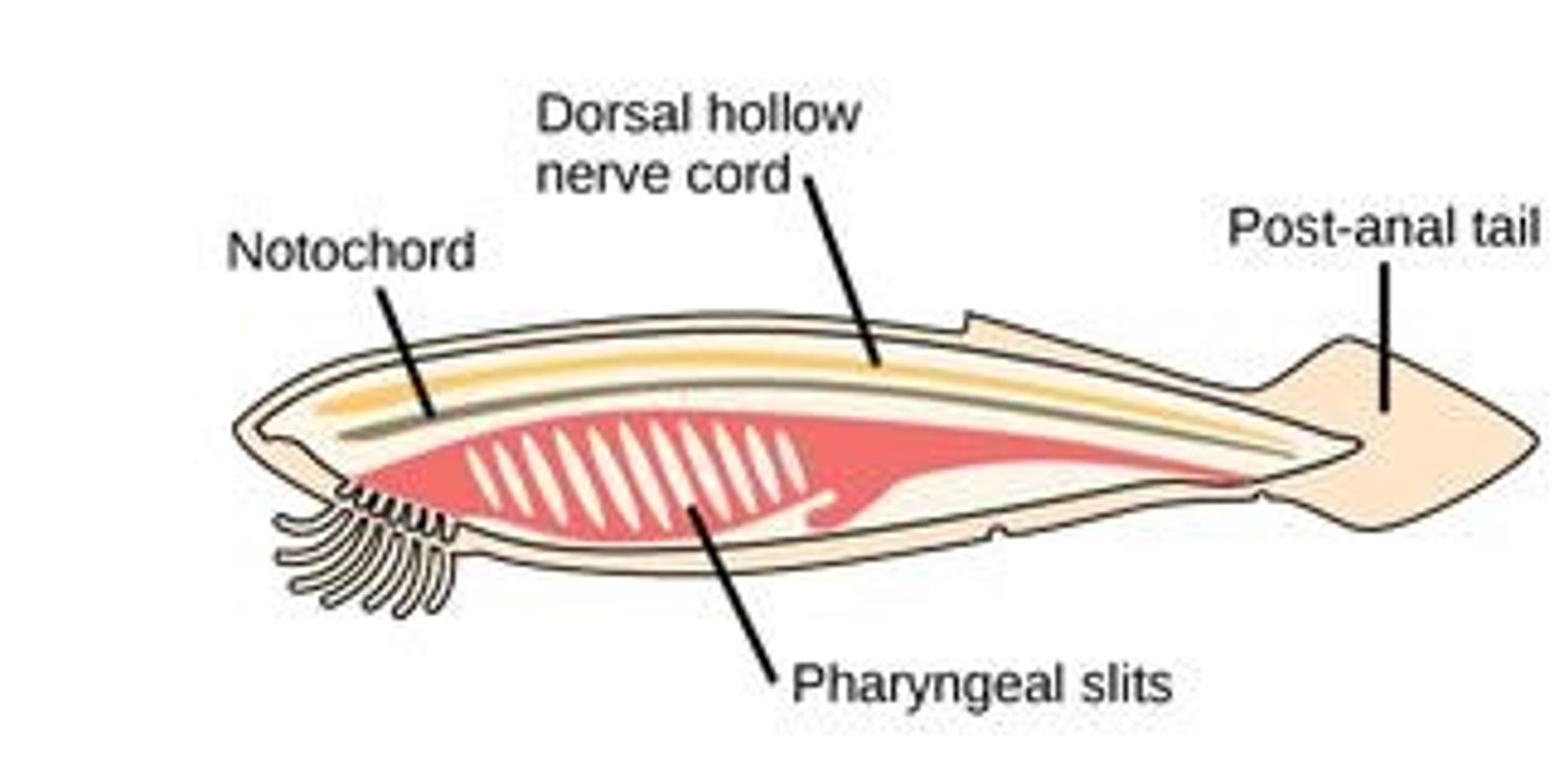 <p>A flexible but stiff rod structure derived from mesoderm tissue that provides support and muscle attachment.</p>