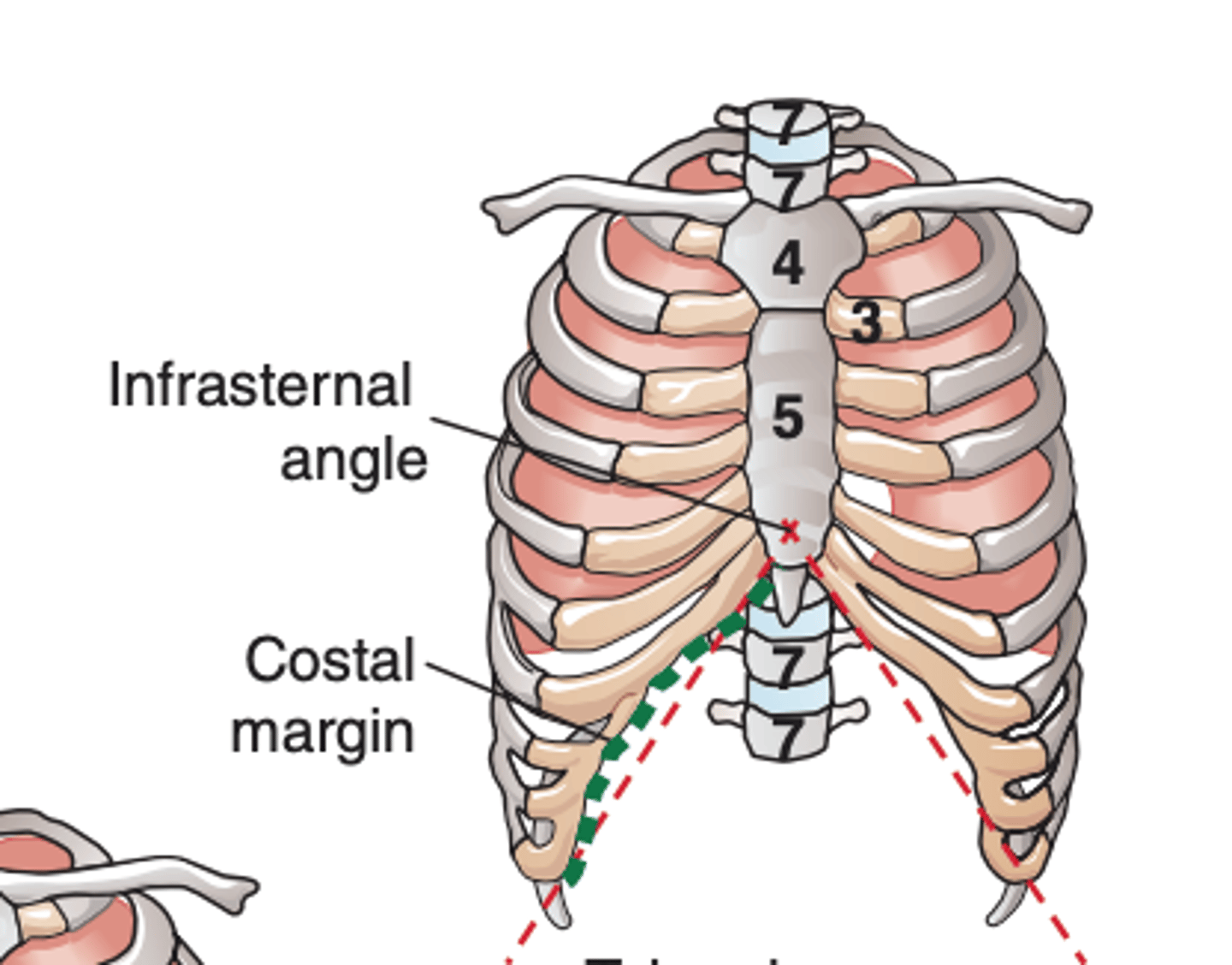 <p>-at the xiphisternal joint</p><p>-infrasternal angle</p>