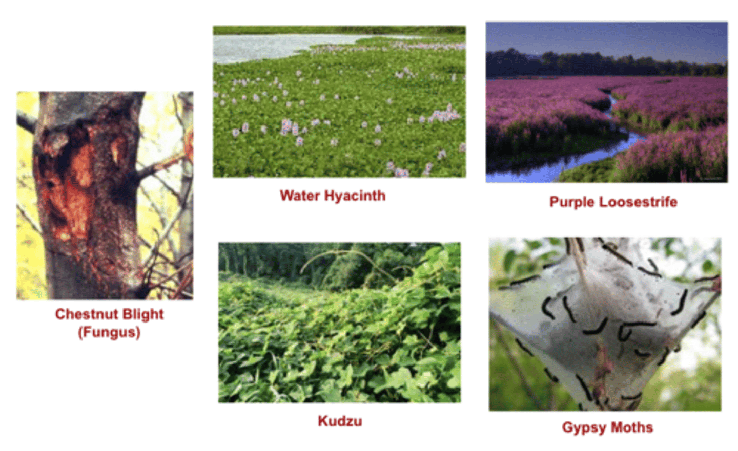 <p>Species reproduce rapidly because their new habitat lacks the parasites and predators that control their population "back home". (Australian Rabbit, Hyrdrilla, Kudzu vine, etc)</p>