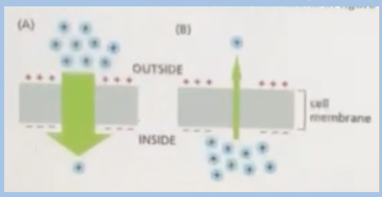 <p><span style="background-color: transparent;"><span>The movement of ions across the cell membrane in figure (A) below is driven by</span></span><br><span><span>A. both concentration gradient and membrane potential</span></span></p><p><span style="background-color: transparent;"><span>B. membrane potential</span></span></p><p><span style="background-color: transparent;"><span>C. ATP hydrolysis</span></span></p><p><span style="background-color: transparent;"><span>D. concentration gradient</span></span></p>
