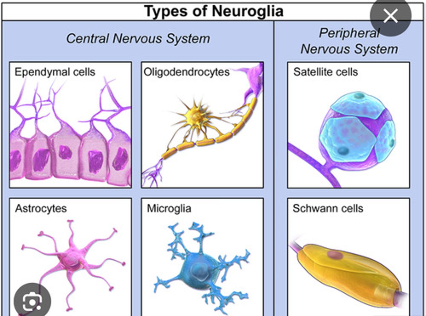 <p>produce cerebrospinal fluid (glial)</p>